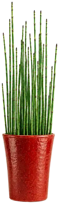 Pot de prêle